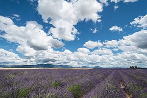 Lavendel Valensole