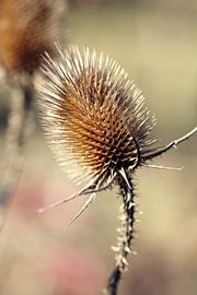 Thistle Photo