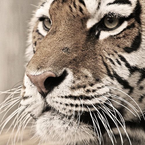 Tiger portrait