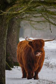 Scottish Highland cow with a wooden frame by Rêve