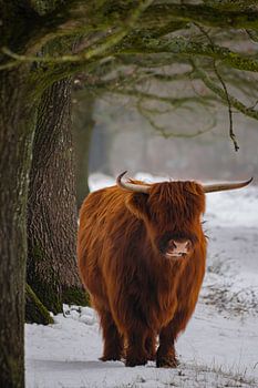 Scottish Highland cow with a wooden frame