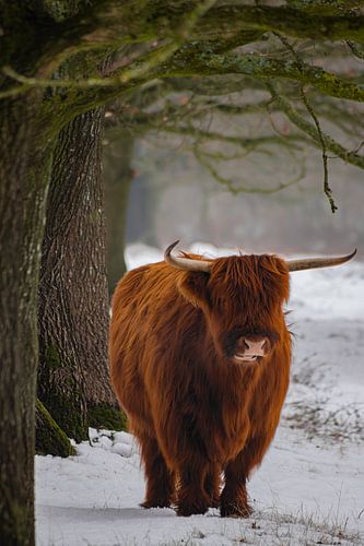 Scottish Highland cow with a wooden frame