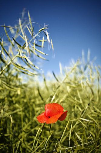 Mohnblume im Rapsfeld