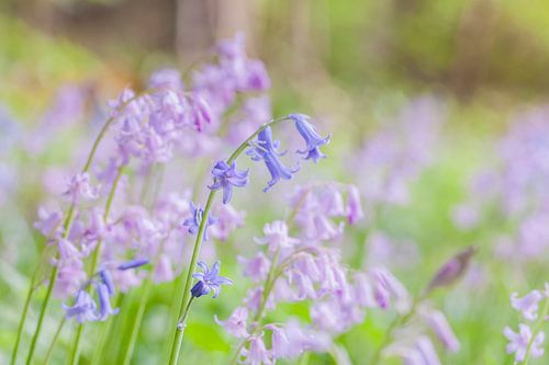 Blue bluebell in front of some pink bluebells