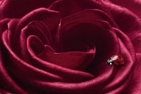 Romantic Ambience: Ladybird on a Red Rose