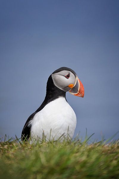 Papegaaiduiker op Grimsey van Elisa in Iceland