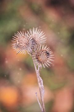Herfst  sfeer met stekel plant van Eva Capello
