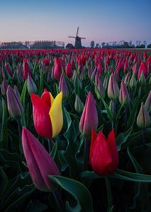 Tulipes Pays-Bas sur Patrick Noack