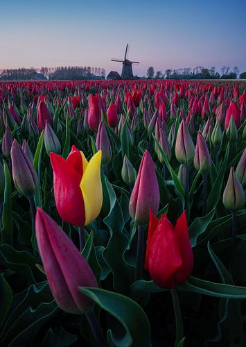 Tulpen Nederland