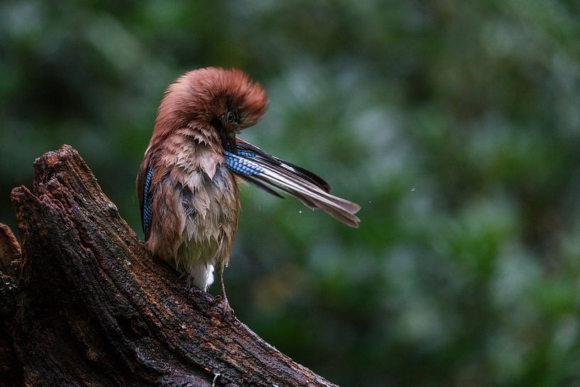 Flemish Jay by Pieterpb