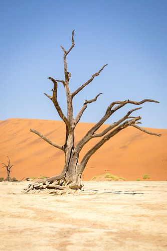 Deadvlei-Baum