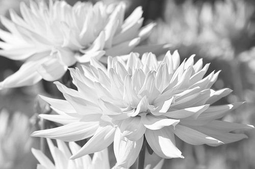 Witte dahlia bloem