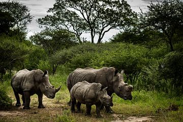 South African rhino family by Paula Romein