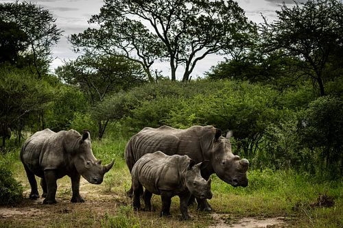Zuid-Afrikaanse neushoorn familie