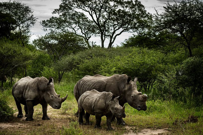 South African rhino family by Paula Romein