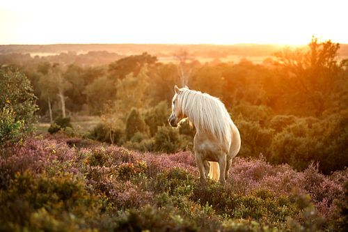 Horse with sunset on flowering heathland