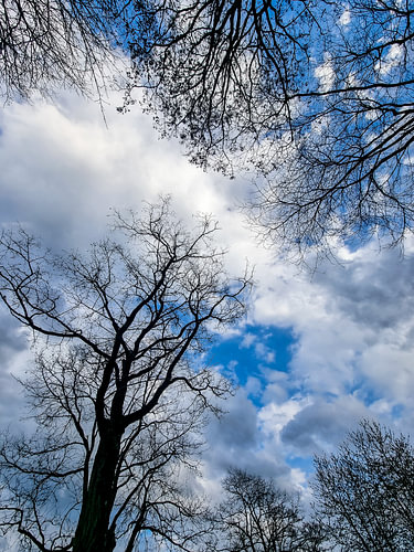 Arbres dénudés en hiver et ciel bleu