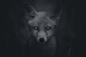 Portret van een jonge vos in de Nederlandse natuur in zwart-wit
