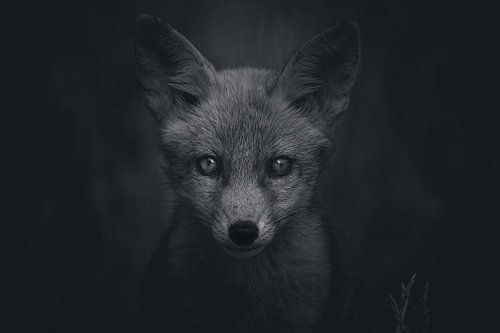 Portrait of a young fox in Dutch nature in black and white