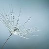 photo macro de gouttes d'eau prises dans une pellicule de pissenlit sur Anne Loos
