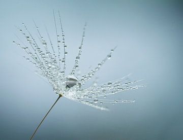 macro shot of water droplets caught in a dandelion fluff by Anne Loos