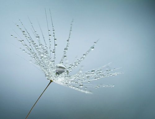photo macro de gouttes d'eau prises dans une pellicule de pissenlit