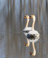 Two swans in perfect harmony on the water.