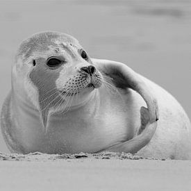 Beach Seal van René Koert