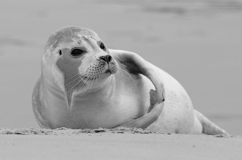 Beach Seal van René Koert