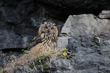 Uhu ( Bubo bubo ), Jungvogel, sitzt in einem alten Steinbruch und schaut mit leuchtend orange farben von wunderbare Erde