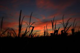 zonnedeken voor de mais by Wim Dubbelman