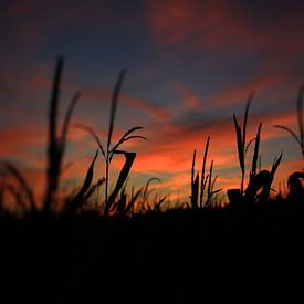 zonnedeken voor de mais von Wim Dubbelman