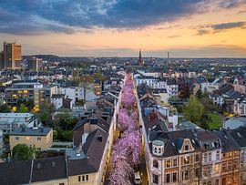Kirschblüten in Bonn, Deutschland von Michael Abid