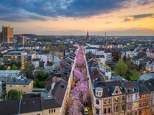 Kirschblüten in Bonn, Deutschland