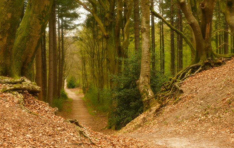 Dromerig bospad in nederland par Michel Knikker