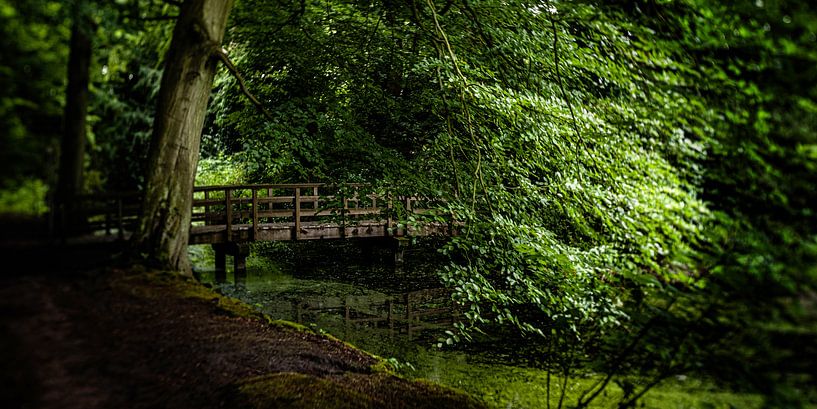 Naturbild eines niederländischen Parks mit alten Bäumen, einer Holzbrücke und Gräben von MICHEL WETTSTEIN