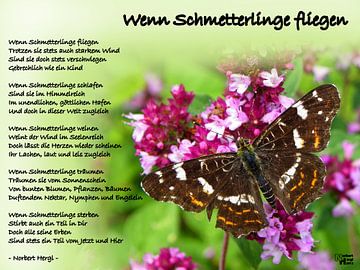 Wanneer vlinders vliegen van Norbert Hergl