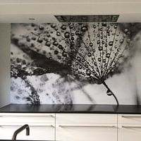 Kundenfoto: Dandelion blackandwhite von Julia Delgado, auf nahtloser fototapete