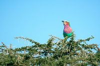 Rollier à longs brins dans un acacia – Serengeti, Tanzanie