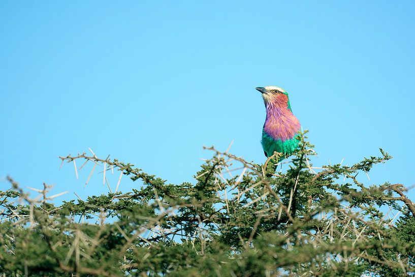 Rollier à longs brins dans un acacia – Serengeti, Tanzanie par RobinV