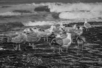 seagulls on the beach by Hanneke Bantje