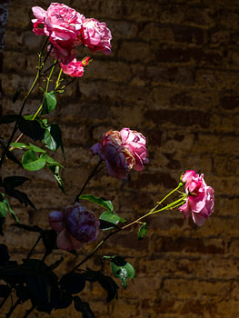 Roses in the sunlight