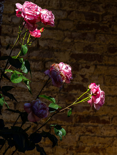 Rozen in het zonlicht