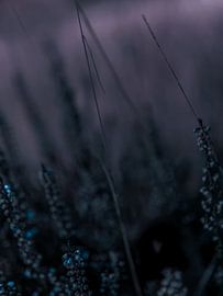 Dans le Brabant de Kampina sur Jacq Christiaan