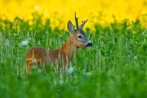 Oude reebok in een weiland met bloemen en kruiden op een zomerochtend