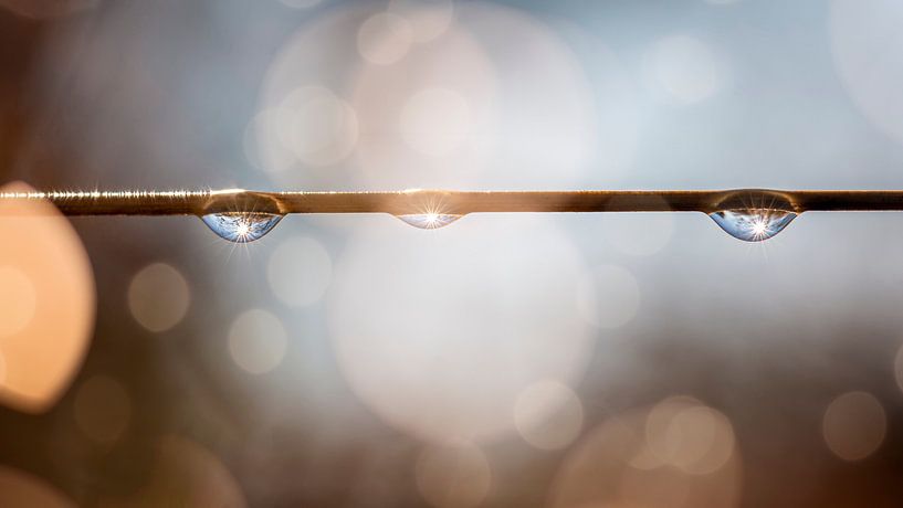 Trois gouttes d'eau suspendues à une branche par Thomas Heitz