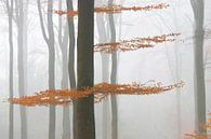 Een mistige ochtend in het bos van Barbara Brolsma thumbnail