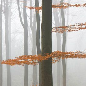 Nebel im Herbstwald von Barbara Brolsma
