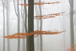 Nebel im Herbstwald von Barbara Brolsma