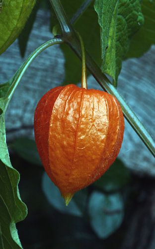 Physalis
